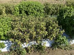 A research plot of basil, growing on white plastic. Most of the foliage is brown and necrotic.