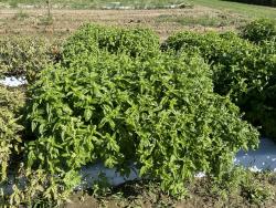 A research plot of basil, growing on white plastic. Most of the foliage is green.