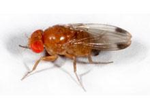 Spotted Wing Drosophila ID and Biology