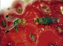 Spotted Wing Drosophila Management