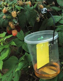 SWD trap in blackberries (courtesy of Michigan State IPM)