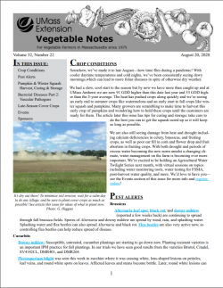 The Veg Notes newsletter