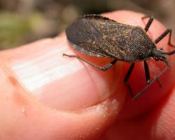 Brown squash bug adult held in fingers