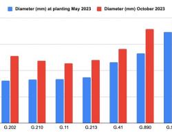 Figure 2 – Trunk diameter at planting and at end of growing season of trees in the 2023 cider apple  rootstock plating at the UMass Orchard, Belchertown, MA 