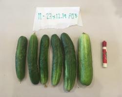 An image of several cucumber fruit.