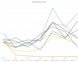 Graph showing # of aphids over the course of the season