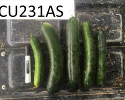 An image of 5 cucumbers lined up