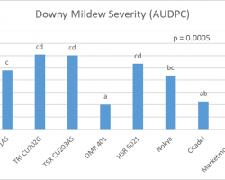 Graph showing downy mildew area under the disease progress curve.