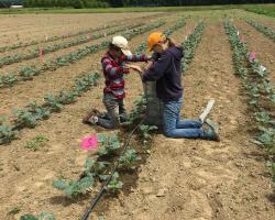 Two people in a field, on either side of a row of broccoli. They are holding the top of a gray mesh trap to install it.