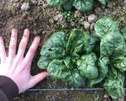 Top view of Kiowa spinach. Round, slightly crinkly leaves.