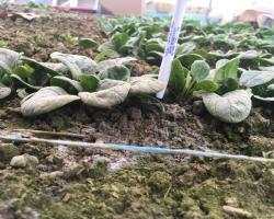 Side view of 'Regor' spinach. Round, slightly curled leaves.