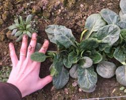 Top view of Regor spinach. Round, slightly crinkled leaves.