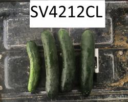 An image of 5 cucumbers lined up