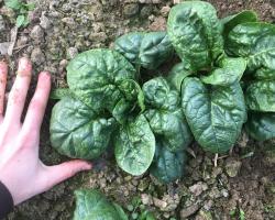 Top view of Tasman spinach.