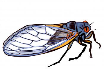 Illustration of 17-year cicada by Melissa Schreiner, Colorado State University Extension.