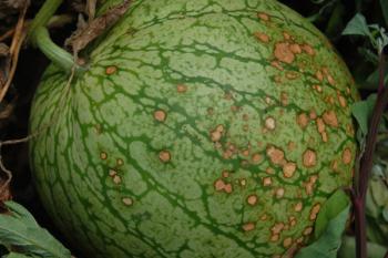 Anthracnose on watermelon, OMAFRA
