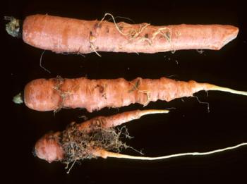 Root knot nematode in carrot