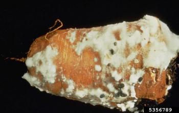White mold with sclerotia, W. Brown