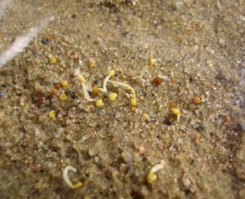 Close-up of emerging seedlings 
