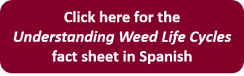 Click here for the Understanding Weed Life Cycles fact sheet in Spanish