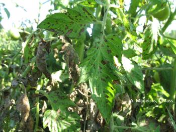 A tomato leaf with many brown-gray leaf spots.