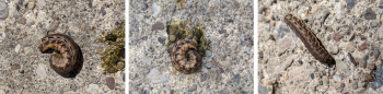 Side-by-side photos demonstrating effective techniques for photographing a caterpillar