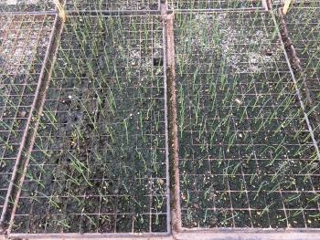 Two seedling trays of onions with green growth on the potting mix.