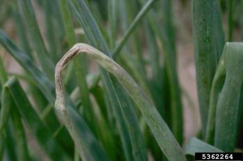 A picture of onion foliage in the field, with brown lesions.