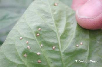 Many tan-colored aphid mummies on one leaf. 