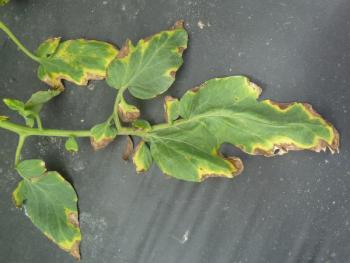 A tomato leaf with brown margins with yellow haloes.