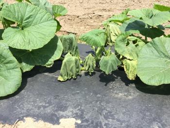 A wilted squash plant