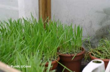 Several pots of grass