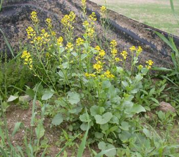 Patch of yellow rocket blooming with small yellow flowers. 