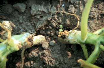 The base of 2 squash plants, with piles of sawdust-like material at the base.