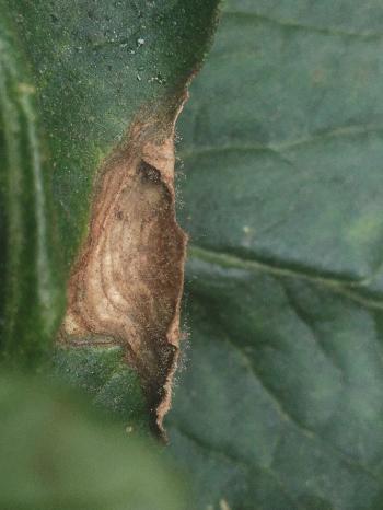 A tomato leaf with a brown lesion with fuzzy gray sporulation.
