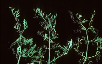 3 carrot leaves on a black background, showing leaf spots.