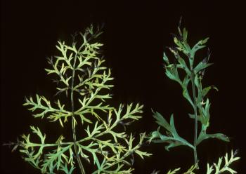 2 carrot leaves on a black background, showing leaf yellowing and necrosis.