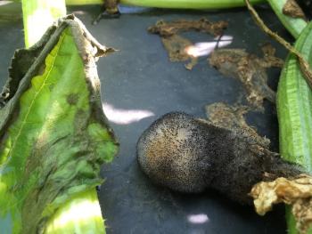 A squash fruit covered with black fuzzy fungal growth.