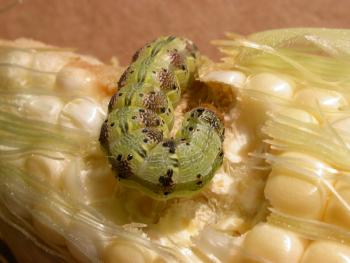 A caterpillar in an ear of corn
