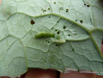 A translucent white larva next to a green caterpillar.