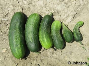 A row of cucumber fruit that is bent and crooked.