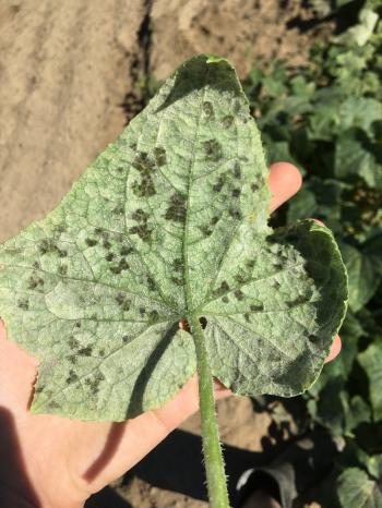 The underside of a cucumber leaf with angular patches of fuzzy gray sporulation.