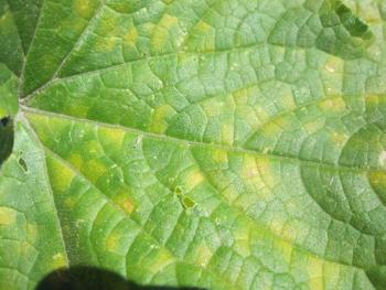 A close up of a cucumber leaf with angular yellow lesions.