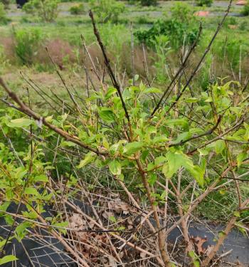 A dogwood bush with several darkened stems with no leaves.