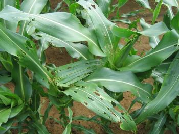 Corn plants with ragged feeding damage on the leaves.