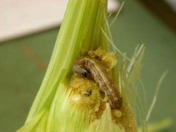 A brown striped caterpillar in the tip of an ear of corn.