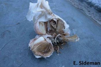 A head of garlic cracked open to reveal powdery insect frass and brown lesions on the cloves.