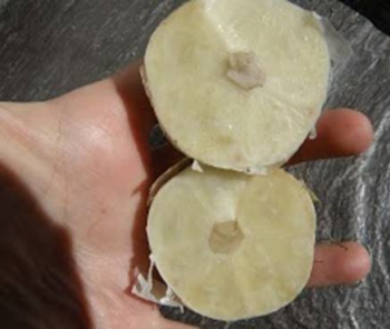 A hand holding 2 halves of a head of garlic that has been sliced in half. The individual cloves are hard to distinguish.