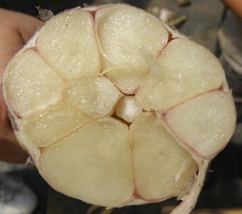 A head of garlic cut in half. The cloves are clearly separated and filling their wrappers.