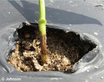 A close-up of the base of a pepper stem planted into a hole in black plastic. The stem is brown where it mea